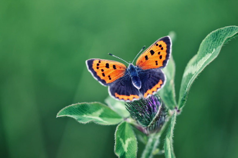 Macro, 1080P, butterfly, insect, flower