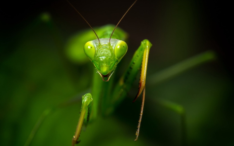animal antenna, growth, animal head, animals in the wild, animals, no people, beauty in nature, nature, animal eye, focus on foreground, animal wildlife