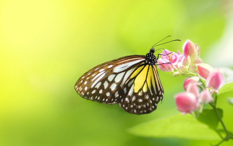 Flowers, Butterfly, 1080P, Insect