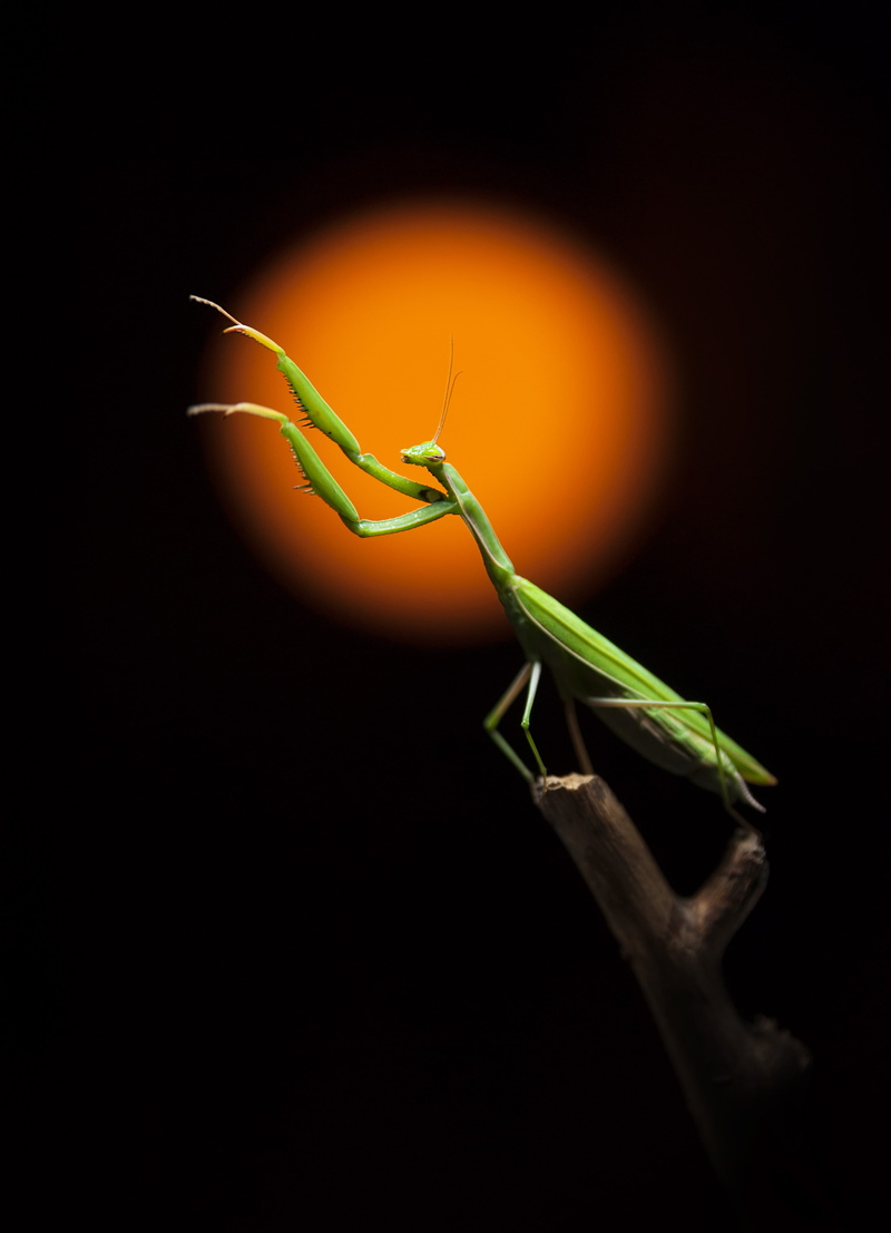 leaf, tree, 4K, plant, animal head, black background, studio shot, plant part, small, no people, invertebrate, animal themes, animals in the wild, animal wildlife
