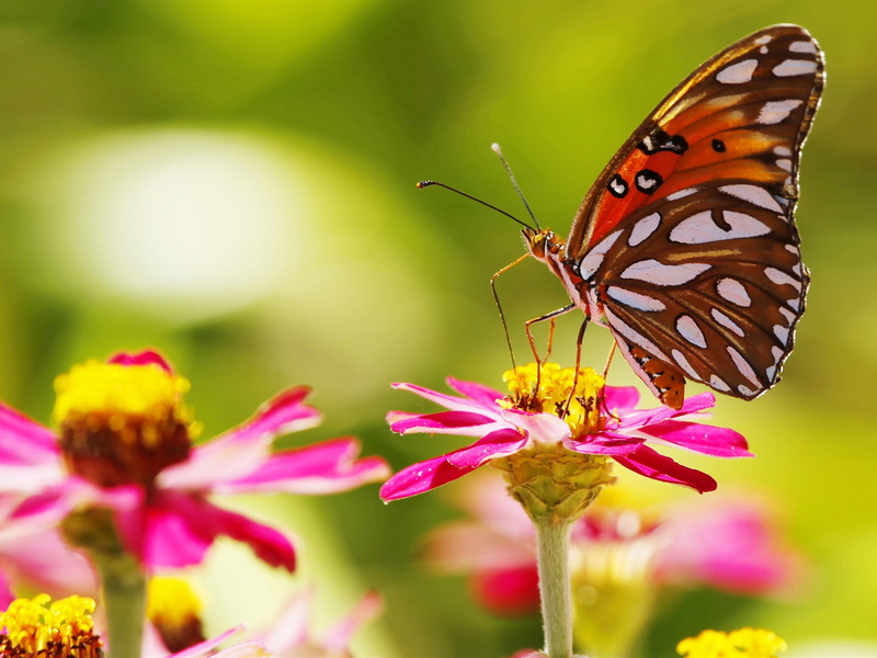 Flowers, Bokeh, Insect, Pink, 1080P, Butterfly