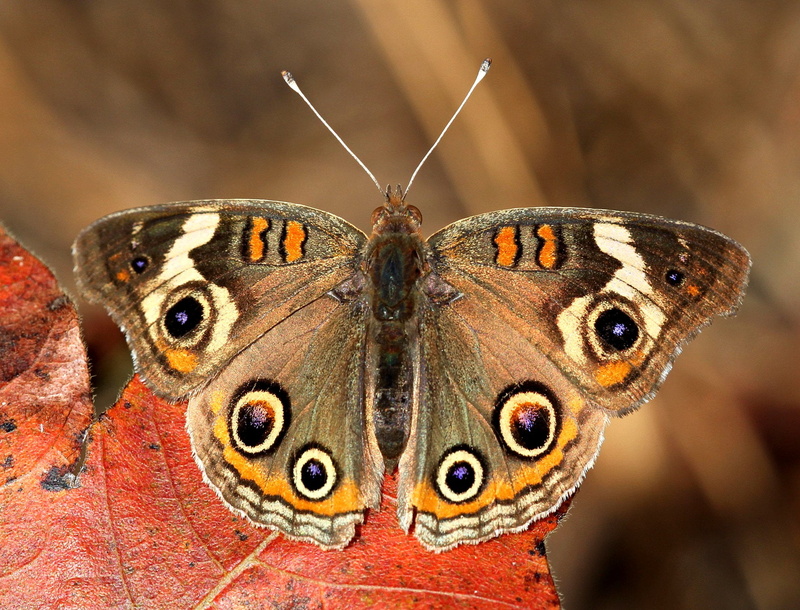 macro, Butterfly, fall, carphephorus, animal Wing, red  leaf, fragility, richmond county, Capture, north carolina, Common Buckeye, buckeye, butterfly - Insect