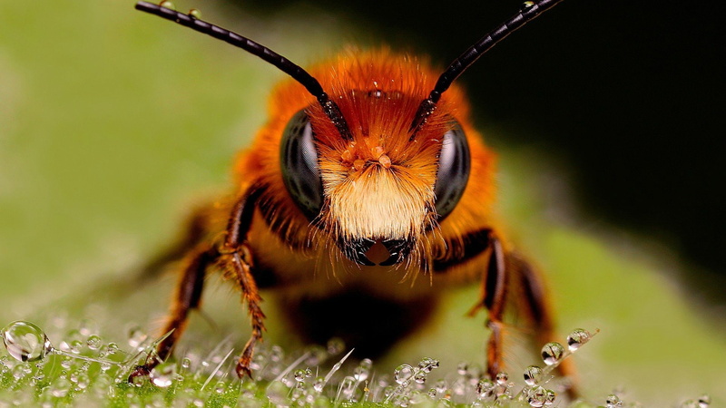 animals, insect, nature, 1080P, bees
