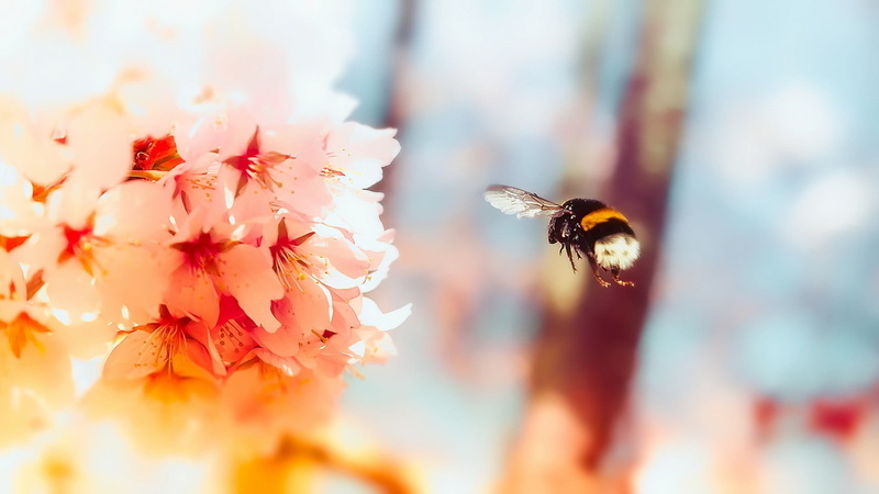 butterfly - insect, animals, ring, one animal, beauty in nature, focus on foreground, 1080P, animal themes, selective focus, flowering plant, animal wing