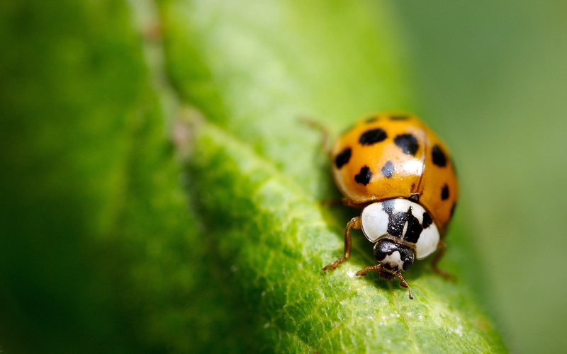 Macro, Insect, bug, Leaf, lady, black, Green, 2K, Ladybug, brown