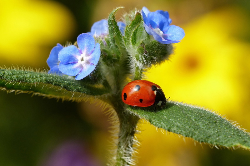insect, plant, black, ladybug, leaves, 1080P, red, flower