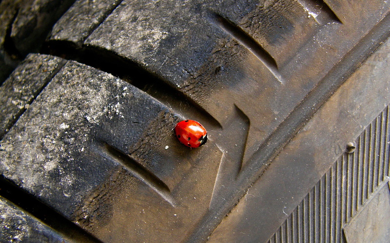 no people, red, metal, high angle view, close-up, 1080P, tires, animal themes, outdoors, invertebrate, spotted, animal wildlife, day, animals in the wild