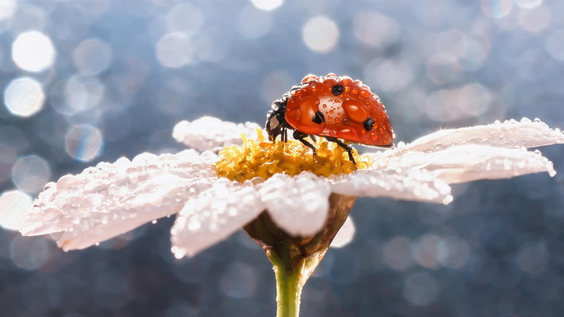 Insect, Ladybug, Drops, Water, Flower, Daisy, 1080P, white