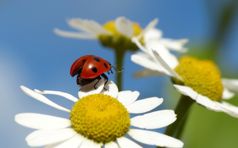 Insect, Ladybug, 1080P, Flower, Chamomile, Petals