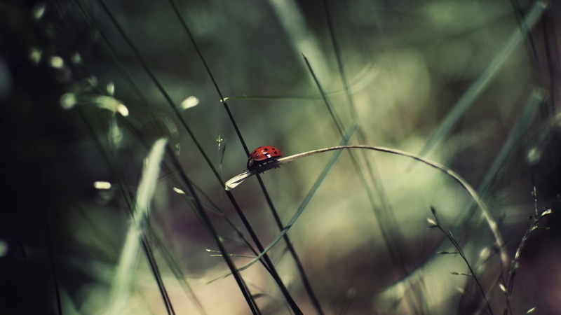 animal wing, animals in the wild, insect, animal, nature, selective, environment, black, photography, red, selective focus, 1080P, leaf, flower, blade of grass