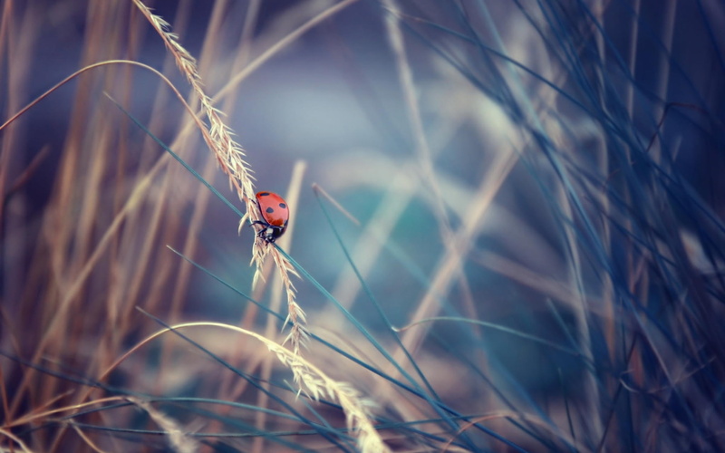 Bokeh, Insect, Ladybug, 1080P, Grass