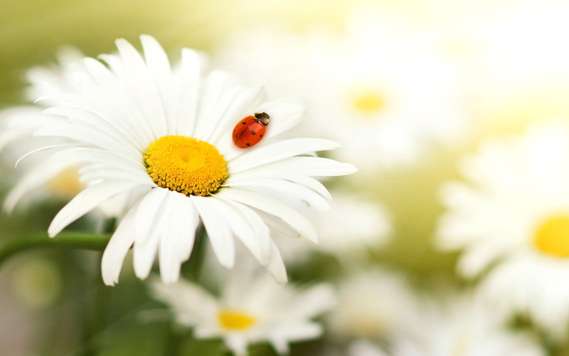 Daisy, 2K, Ladybug, Insect, Petals