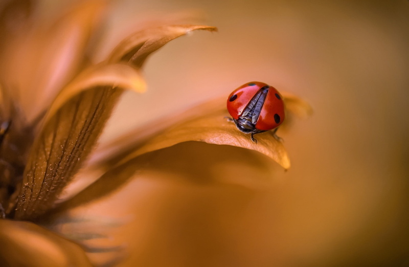 flowers, 1080P, insect, ladybugs, macro