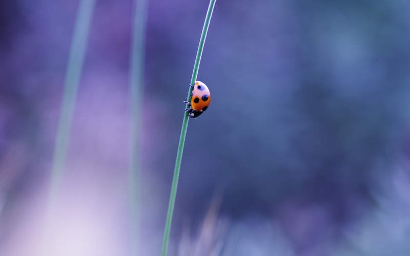 ladybugs, focus on foreground, beauty in nature, beetle, nature, one animal, animal themes, ladybug, invertebrate, close-up, plant, macro, insect, animals in the wild