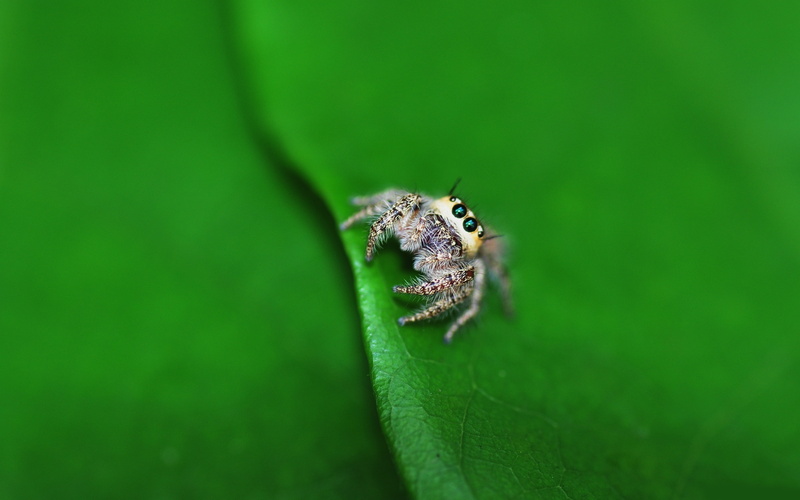 animals in the wild, insect, animals, animal, plant part, animal wildlife, Jumping Spider, animal leg, invertebrate, green color, arthropod, spider, no people