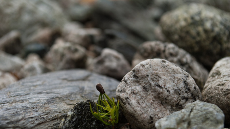 close-up, plant, rocks, rock, one animal, rock - object, beginnings, green, food, animal wildlife, depth of field, plants, macro, beige, closeup, stones