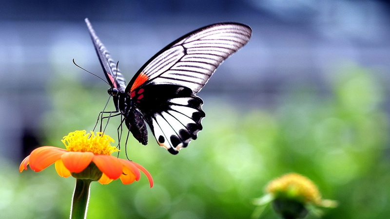 closeup, butterfly - insect, animal body part, flower, flowers, freshness, insect, invertebrate, petal, no people, flower head, beauty in nature, animal themes