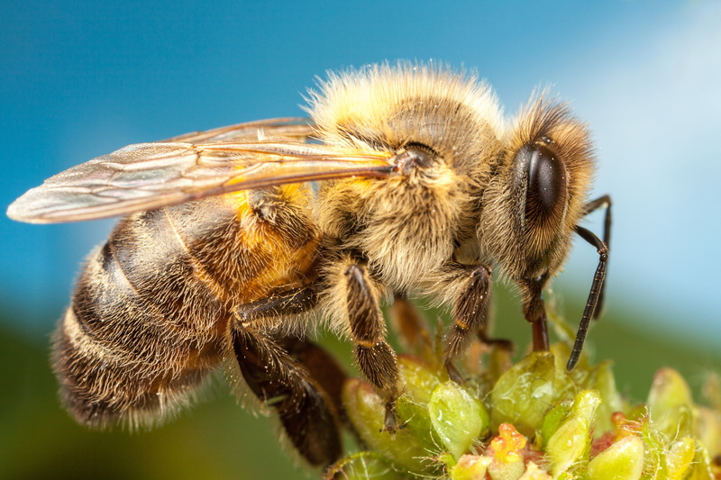 animals in the wild, animals, one animal, growth, flower head, pollination, close-up, animal wildlife, fragility, hymenoptera, vulnerability, freshness