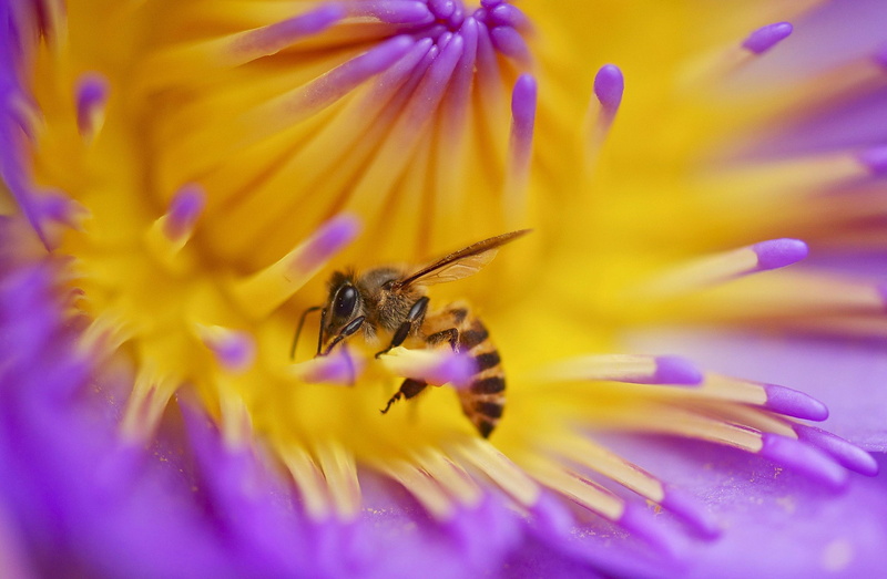 nature, growth, beauty in nature, springtime, petal, no people, pollination, close-up, freshness, vulnerability, invertebrate, yellow, macro, flowering plant