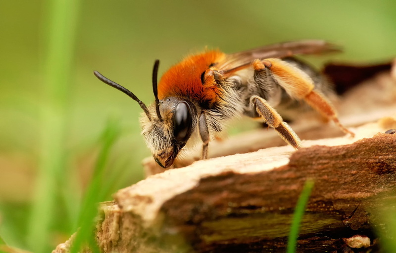 day, rock - object, rock, selective focus, insect, animal leg, animal themes, animal, nature, animals in the wild, bee, invertebrate, macro, animal wildlife