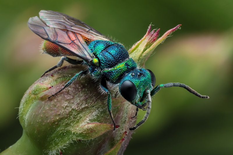 hymenoptera, 1080P, animals, plants, macro, insect