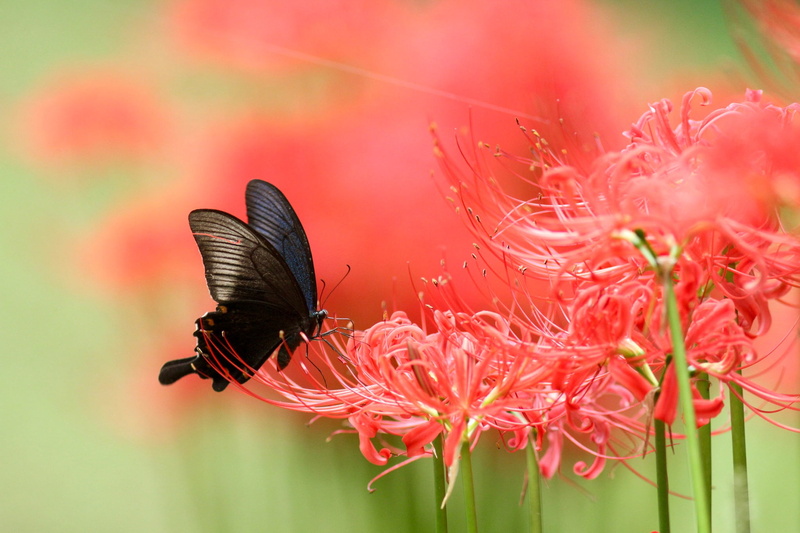 blur, green background, flowers, 1080P, spider Lily, insect, Lily, butterfly, spider, red, macro, black