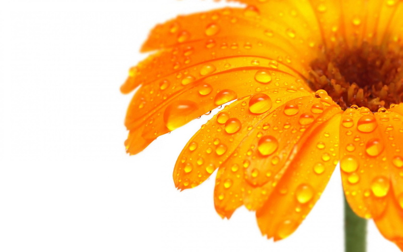 white background, drops, water, orange flowers, 720P, white, flowers, background, orange, water drops, macro