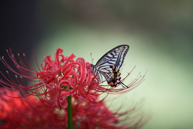 nature, 1080P, invertebrate, black, red, flower head, red spider lily, one animal, beauty in nature, butterfly - insect, white, plant, animal wing, flowering plant