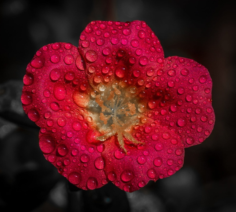 flower head, inflorescence, red flowers, freshness, happy, 720P, plant, close-up, fragility, nature, macro, black background, water drops, beauty in nature