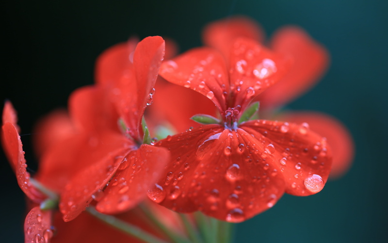 drop, growth, purity, close-up, flowers, flower head, flower, flowering plant, wet, freshness, red flowers, water drops, macro, rain, vulnerability, water