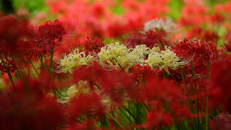 petals, he lost his parents, flowers, 4K, blur, white, a lot, bokeh, garden, spider Lily, red