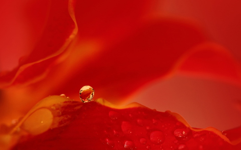 vulnerability, red background, softness, beauty in nature, freshness, nature, outdoors, closeup, wet, fragility, drop, no people, flower head, macro, flowering plant