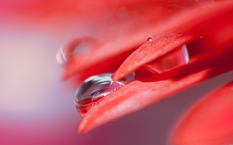 macro, water drops, 2K, red, plants, flowers