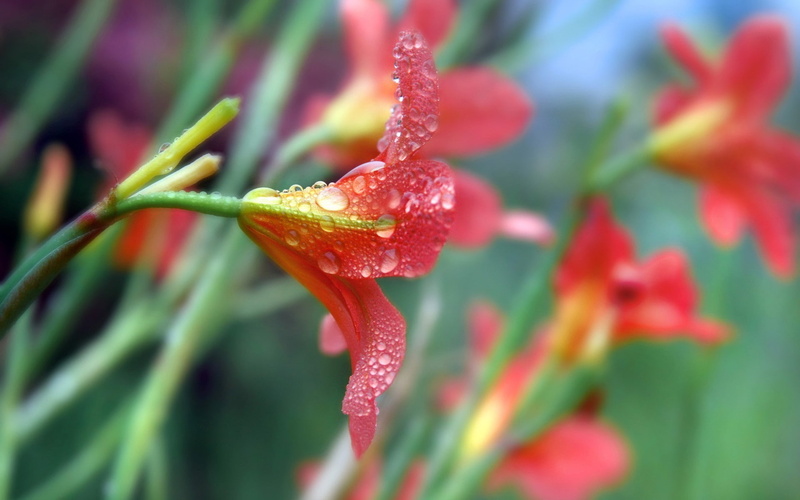 red flowers, plants, water drops, flowers, macro, nature, 1080P