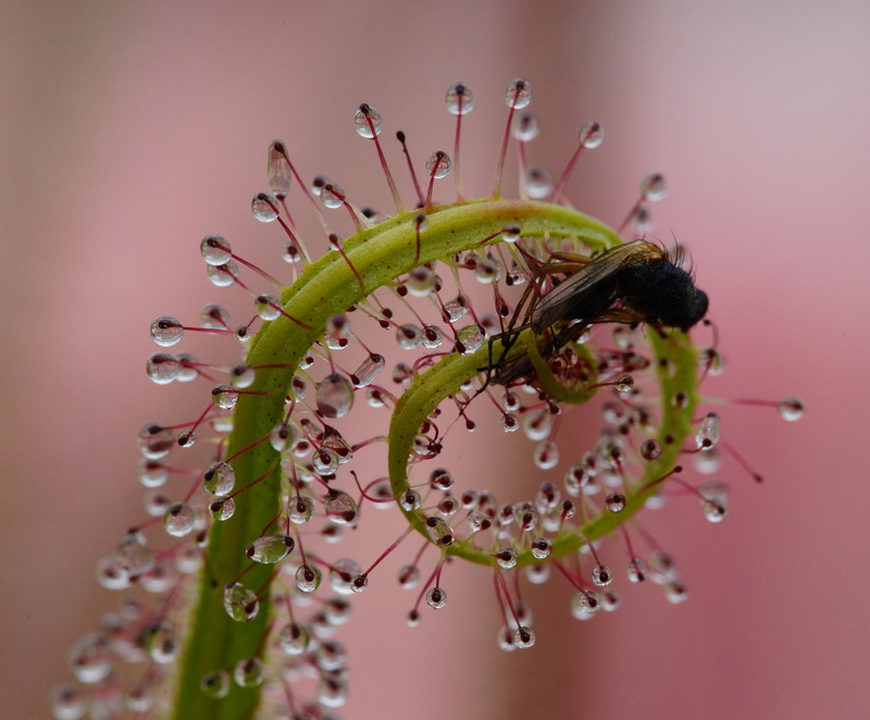 4K, selective, nature, Mondays, crime, plant, Drosera regia, green plant, green, close-up, focus, Suspicious death, sundew, selective focus, insect, eating