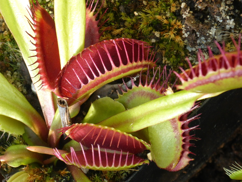 wellbeing, healthy eating, green, flowering plant, protozoans, cactus, spiky, trigger, photography, flower, secretion, carnivores, hunt, spiked, folding case