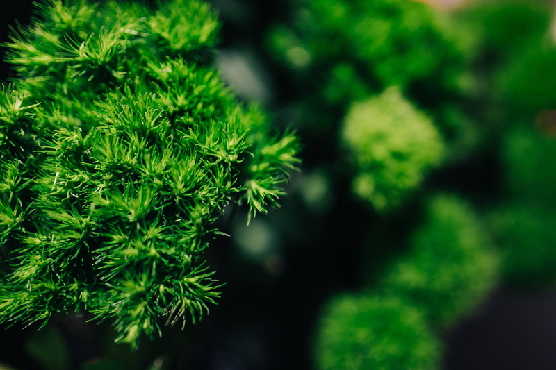 flora, plants, ups, close, Close-ups, growth, green, plant part, green Color, flowers, leaf, pine tree, 2K, coniferous tree, herb, beauty in nature, science