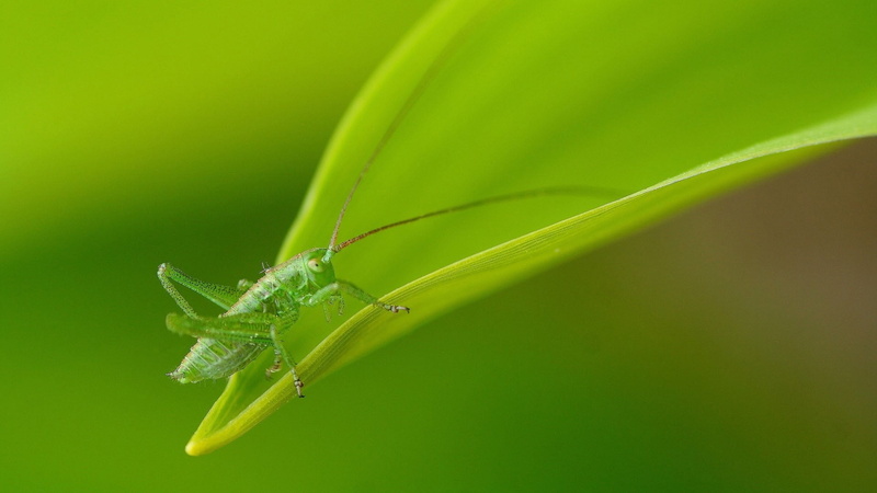 animal wildlife, animal body part, photo, plant, 1080P, close-up, green, grasshopper, nature, no people, animals in the wild, zoology, animal, invertebrate