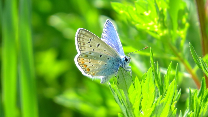 outdoors, purple, focus on foreground, day, no people, nature, animal themes, animals in the wild, butterfly, animal wing, shot, animal, fragility, beauty in nature