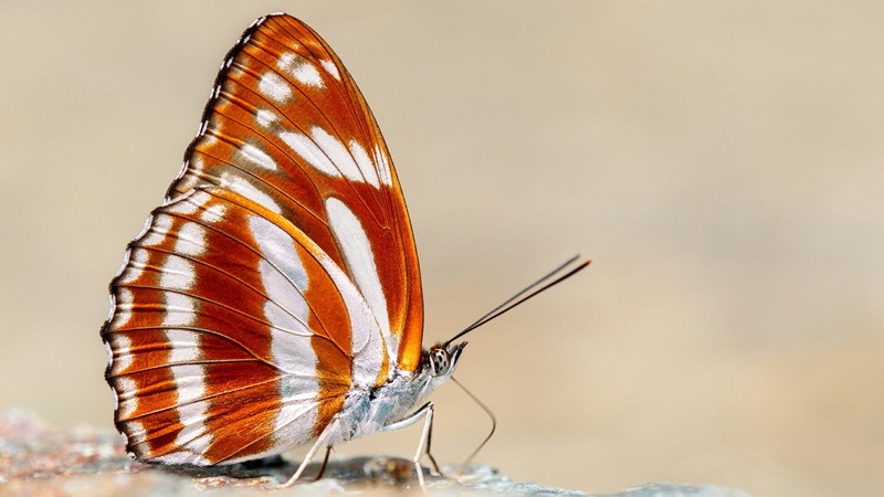 animal wildlife, pollinator, butterfly - insect, animal wing, 1080P, beauty in nature, animals in the wild, animal markings, nature, arthropod, monarch butterfly