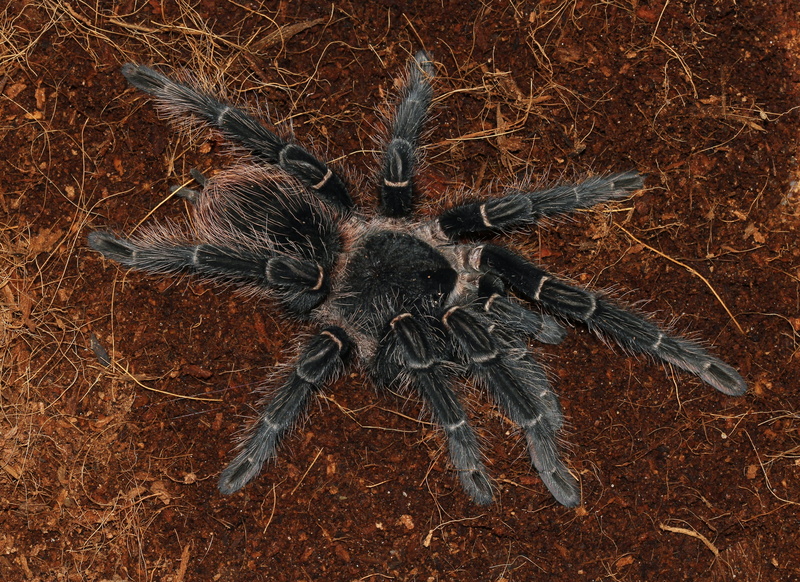 tarantula, animals, spider, 4K