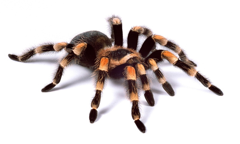 Spider, Animal, 1080P, Tarantula, Spiders