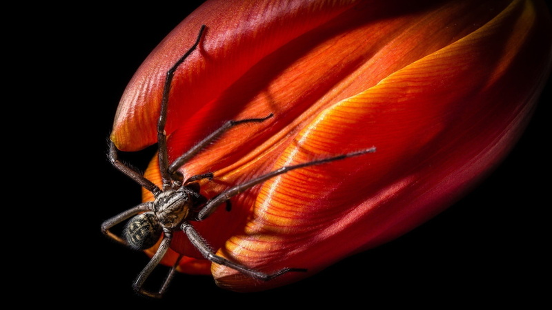 animal, black background, studio shot, close-up, 1080P, animal body part, black color, animals in the wild, animal eye, orange color, animals, macro, black