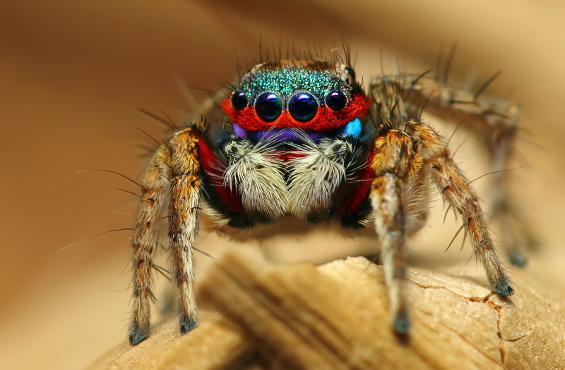 day, wildlife, zoology, invertebrate, jumping spider, spooky, nature, selective focus, small, animal Leg, no people, 2K, brown, animal wildlife, animal body part