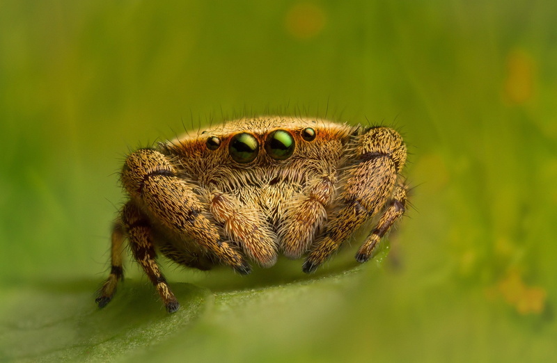 eyes, nature, animal eye, animal leg, selective focus, animals in the wild, spider, arachnid, insect, arthropod, green color, one animal, animals, animal themes