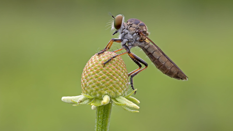green, robber fly, petaled, dragonfly, photography, roverfly, animal, animal Wing, selective, robber, nature, insect, close-up, robberfly, wildlife, fly