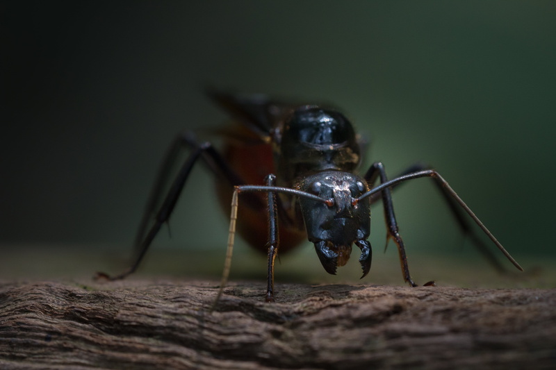 Ant, flying, animal, black, 4K, Lower Peirce Reservoir, macro, wildlife, nature, Nature park, insect, Singapore, close-up