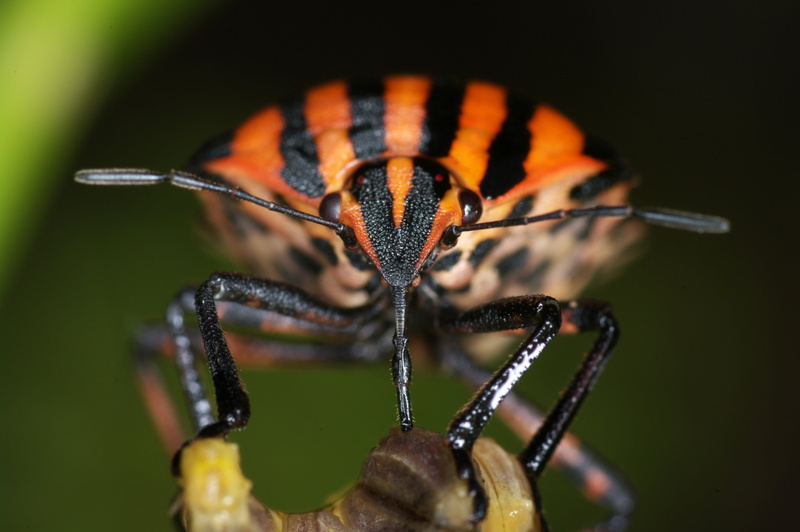 Day, photography, smc, black, Pentax K20D, extension tube, pterygota, Striped, insecta, 4K, bug, hemiptera, P-D, italien, close, Shield Bug, insect, close-up photography