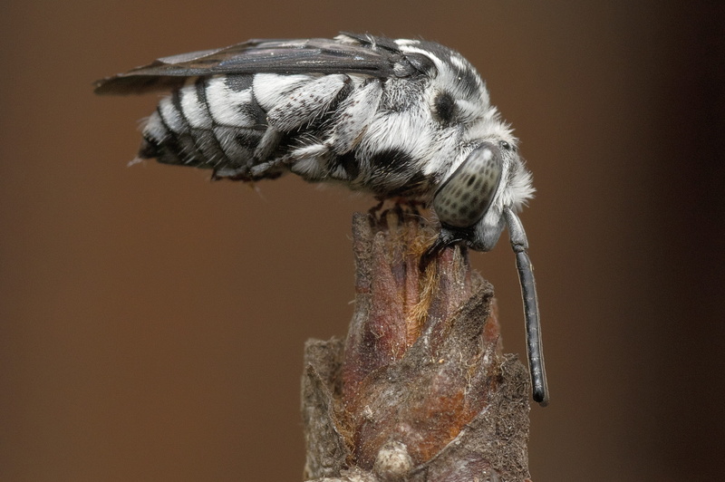 animal eye, twig, gray, animal themes, wildlife, perched, selective, close-up, indoors, animals in the wild, antennae, metamorphosis, Cocoon, 2K, bird
