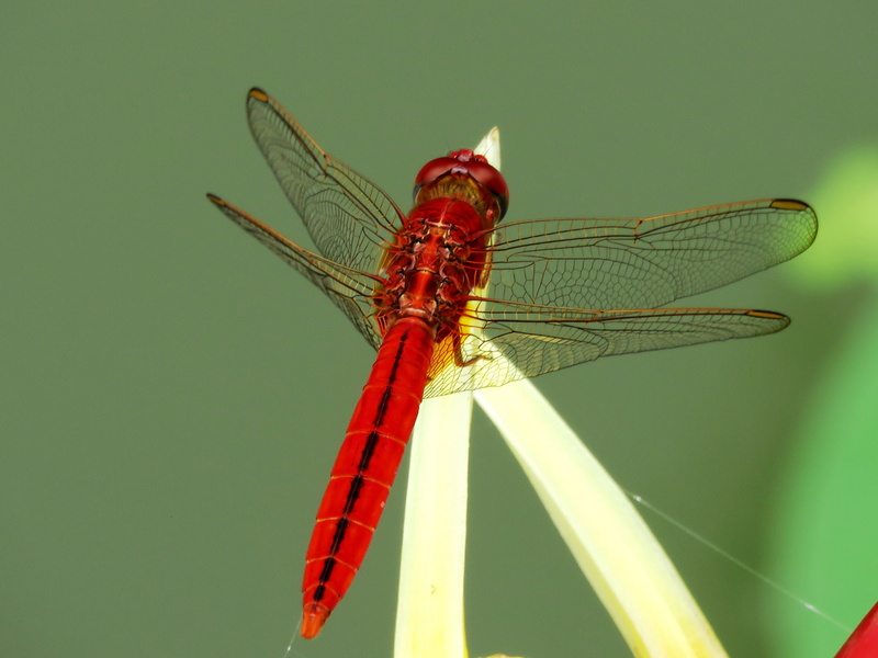 green, insect, skimmer, outdoor, Flame Skimmer, dragon, colored background, day, animal wing, head, environment, wildlife, green color, close, bug, plant